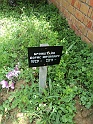 Mukacheve-Cemetery-stone-671