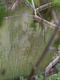 Shalanky-tombstone-renamed-42