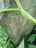 Veryatsya-tombstone-078