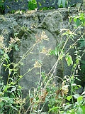 Veryatsya-tombstone-082