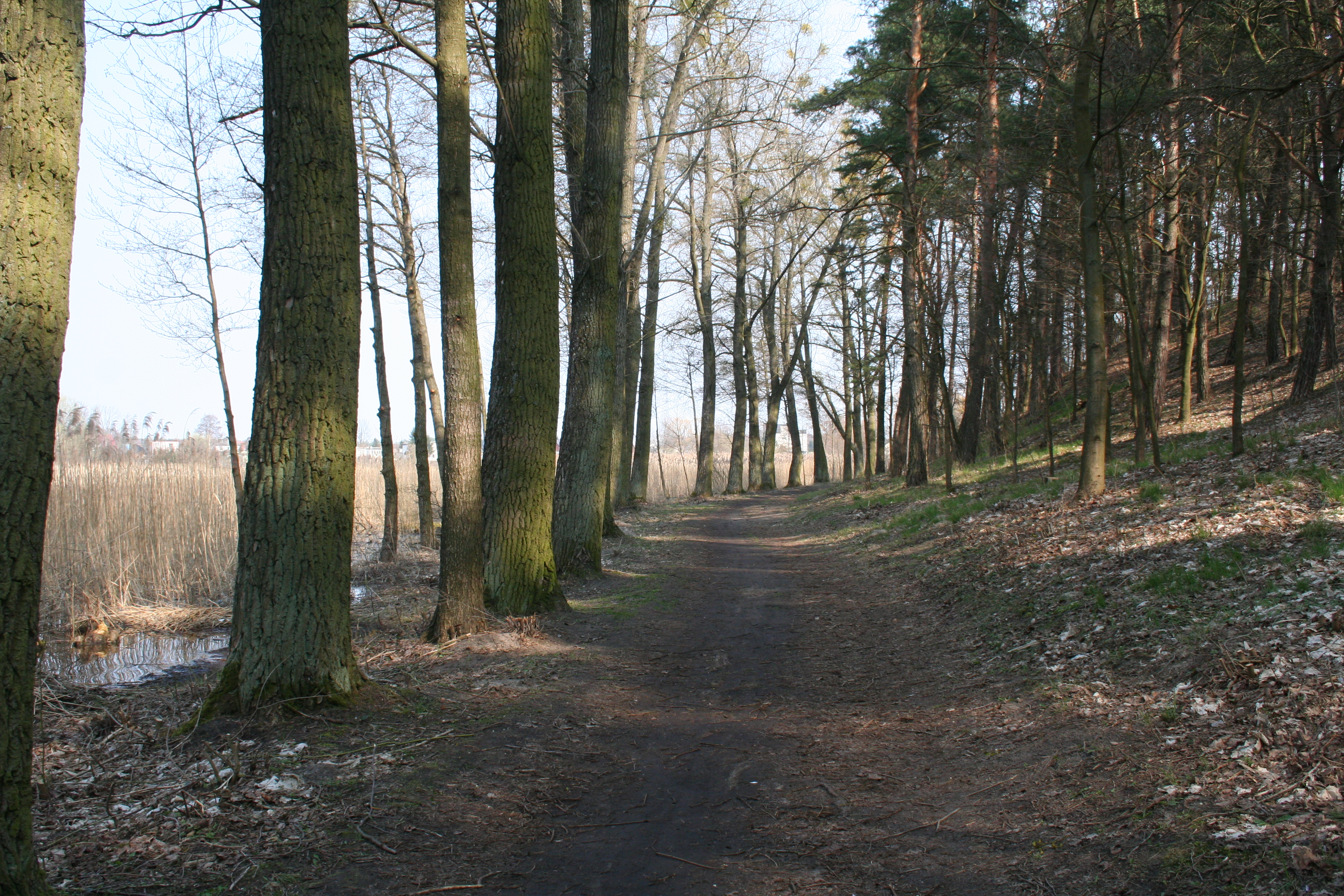 Cemetery Path