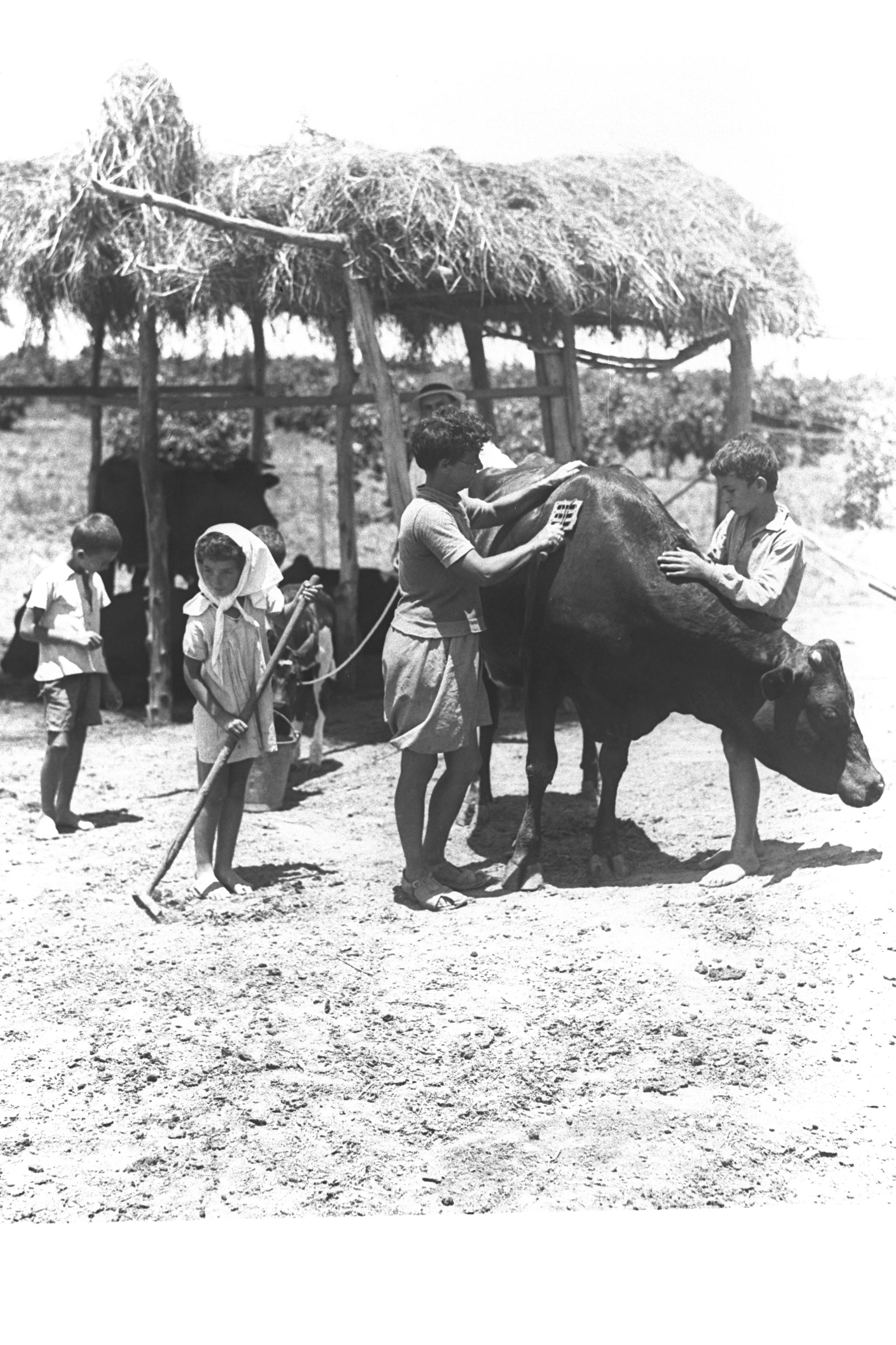 Children Brushing A Cow