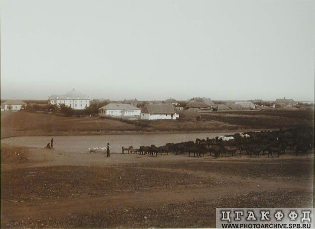 Colony scene - horse grazing, 1904