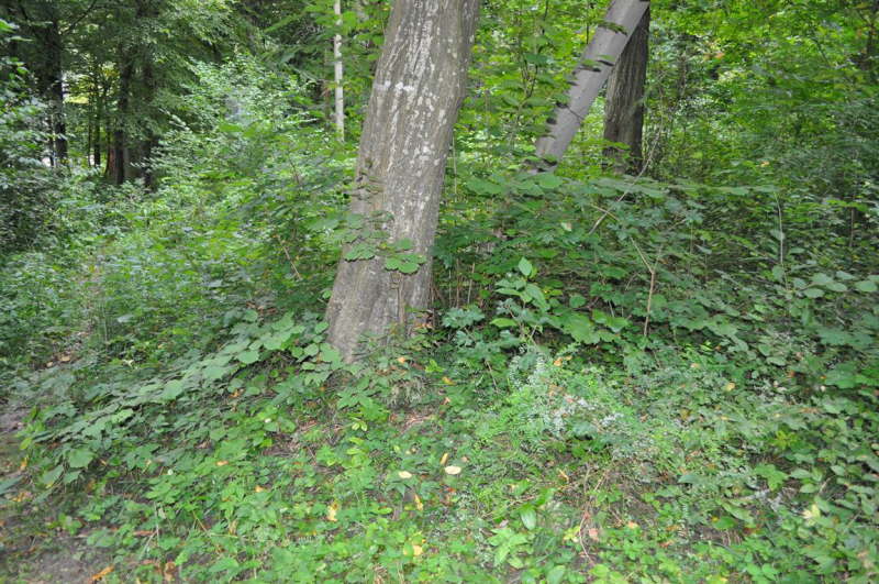 Mass Grave of Horodenka Martyrs