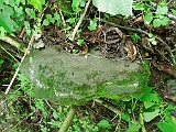 Holiatyn-Cemetery-stone-113