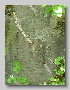 Holubyne-Cemetery-stone-544