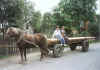 GREBOW Sanders Horse Wagon.jpg (45383 bytes)