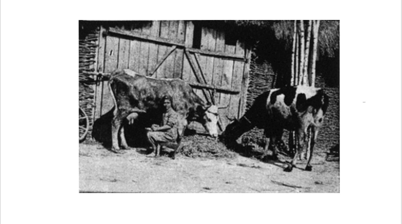 Batia_Berger_Milking_Cows from Mlynov Memorial Book, p 75.