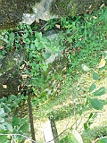 Nyzhnya-Apsha-tombstone-064