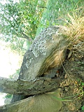 Nyzhnya-Apsha-tombstone-197