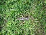 Nyzhnye-Solotvyno-tombstone-24