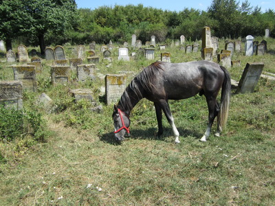 The Assistant Cemetery Caretaker