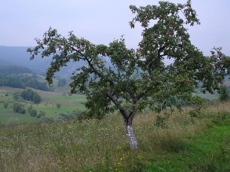 A tree in a hillside meadow, Bukovina