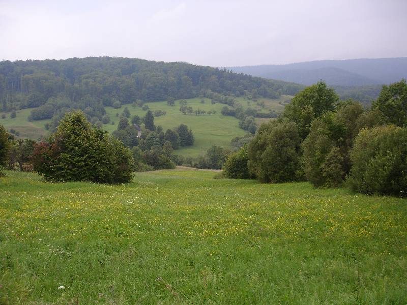 Rolling green hills and forest, Bukovina