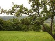 A tree over a green meadow, Bukovina