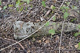 Ruski-Komarivtse-stone-057