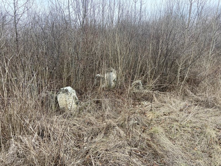 Overgrown matzevot in the Old Cemetery at Savran