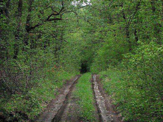 Wooded landscape near Savran
