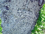 Sokyrnytsia-tombstone-125