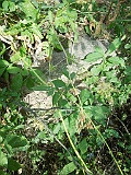 Veryatsya-tombstone-080