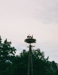 [photo of storks nesting on telephone pole]
