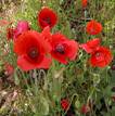 Poppies ( greatwar.co.uk)