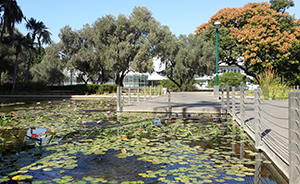 Lilly Pond, Sapir Center