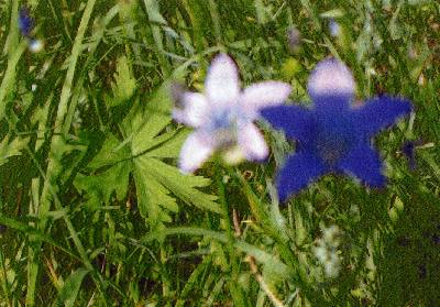 flowers growing in Dubiecko's Jewish cemetery