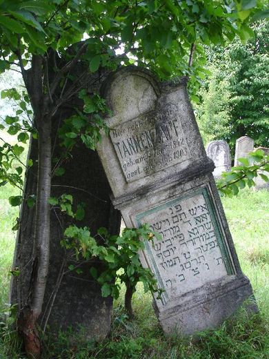 A broken headstone leaning against a tree, Arbore
