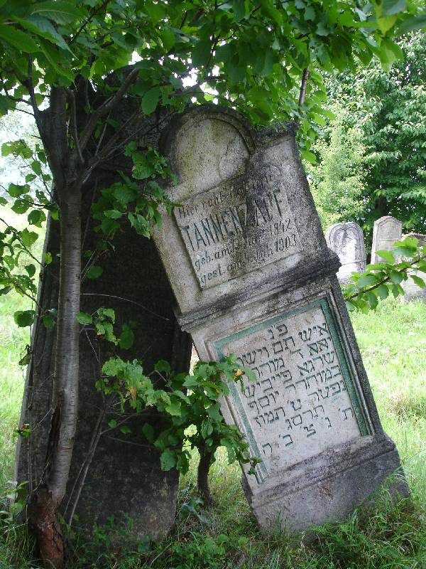 A broken headstone leaning against a tree, Arbore