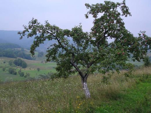 A tree in a hillside meadow, Bukovina