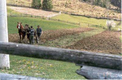 Agriculture on the slopes of the Carpathians