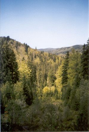 View in the Bukovina mountains