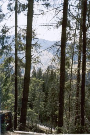 View in the Bukovina mountains