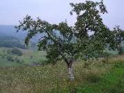 A tree in a hillside meadow, Bukovina