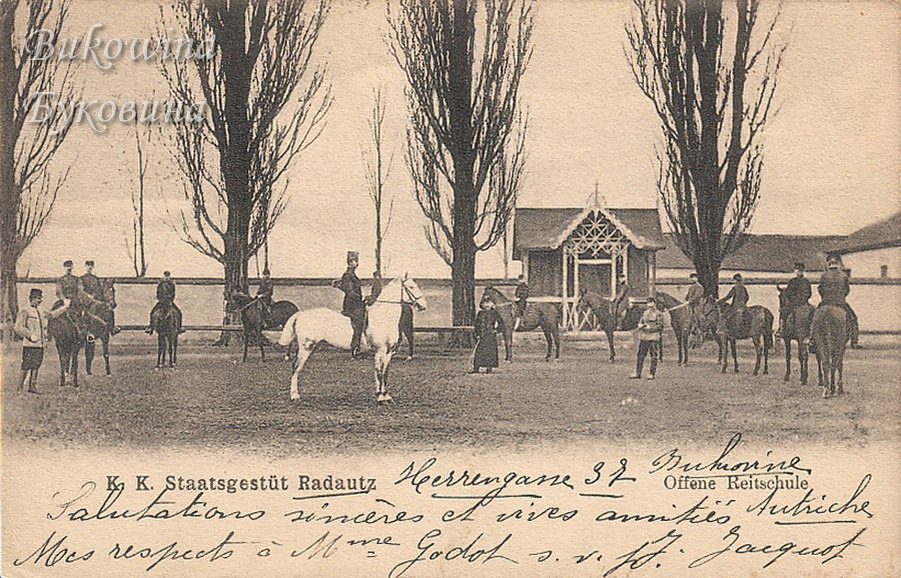 Uniformed riders on horses around a white horse in an outdoor arena, tall bare poplars and a pavilion behind