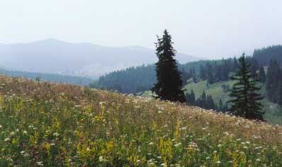 The Carpathian Mountains of Bukovina