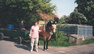 Seta horse cart