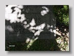 Hebrew-Cemetery-181
