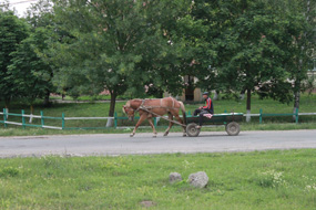 horse & wagon